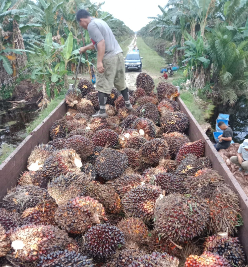 11 Tahun Kebal Hukum, Diduga Oknum Jenderal Bintang 1 ini Sulap Ribuan Hektar Hutan HPT Jadi Kebun Sawit Pribadi.