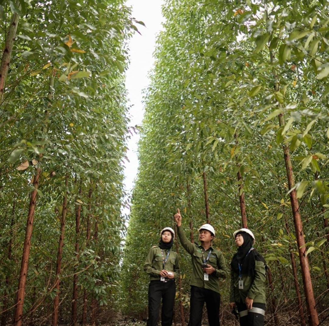 PT RAPP Diduga Beroperasi dengan Modus Melawan Hukum: Illegal Logging hingga Suap Izin Kehutanan